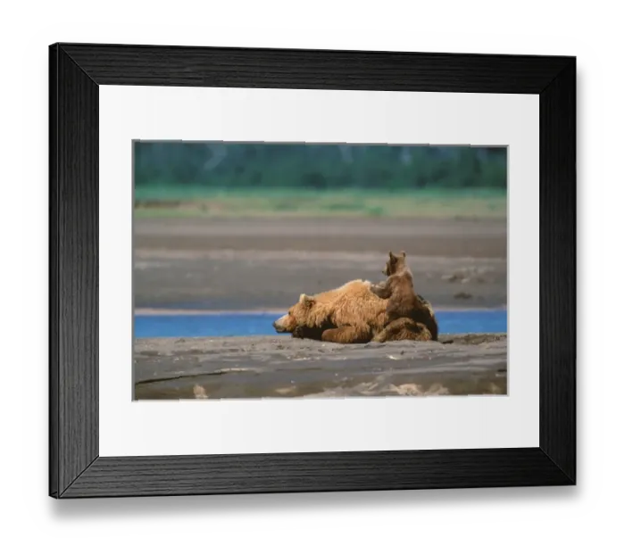 Framed Print : Brown Bear, Ursus arctos, Alaska Peninsula, Sow with Cub, Katmai National Park