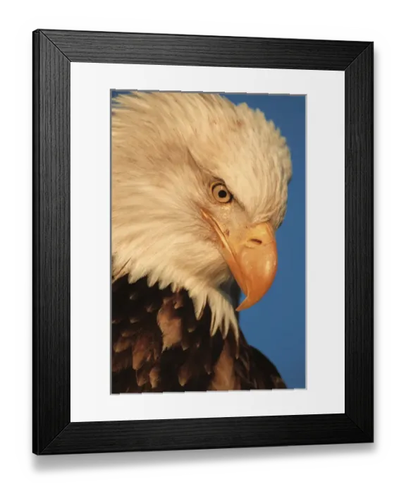 Framed Print : Eagle, Bald Eagle, Haliaeetus leucocephalus, Alaska, Kachemak Bay, National Bird