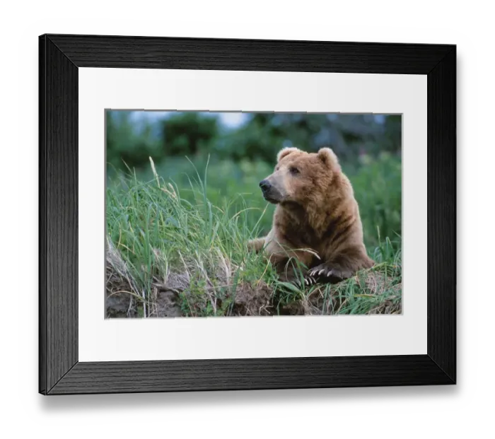 Framed Print : Brown Bear, Ursus arctos, Alaska, Alaska Peninsula, Katmai National Park, Male Boar Framed Print : Brown Bear, Ursus arctos, Alaska, Alaska Peninsula, Katmai National Park, Male Boar