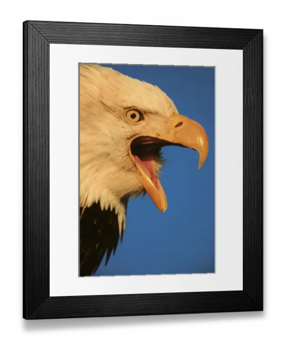 Framed Print : Eagle, Bald Eagle, Haliaeetus leucocephalus, Alaska, Kachemak Bay, National Bird