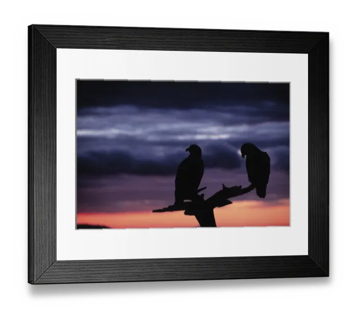 Framed Print : Eagle, Bald Eagle, Haliaeetus leucocephalus, Alaska, Kachemak Bay, National Bird Framed Print : Eagle, Bald Eagle, Haliaeetus leucocephalus, Alaska, Kachemak Bay, National Bird