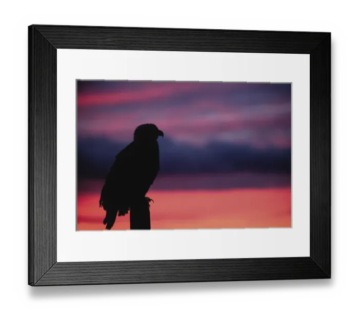 Framed Print : Eagle, Bald Eagle, Haliaeetus leucocephalus, Alaska, Kachemak Bay, National Bird Framed Print : Eagle, Bald Eagle, Haliaeetus leucocephalus, Alaska, Kachemak Bay, National Bird