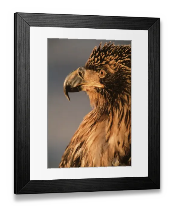 Framed Print : Eagle, Bald Eagle, Haliaeetus leucocephalus, Alaska, Kachemak Bay, National Bird