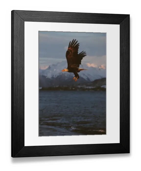 Framed Print : Eagle, Bald Eagle, Haliaeetus leucocephalus, Alaska, Kachemak Bay, National Bird Framed Print : Eagle, Bald Eagle, Haliaeetus leucocephalus, Alaska, Kachemak Bay, National Bird