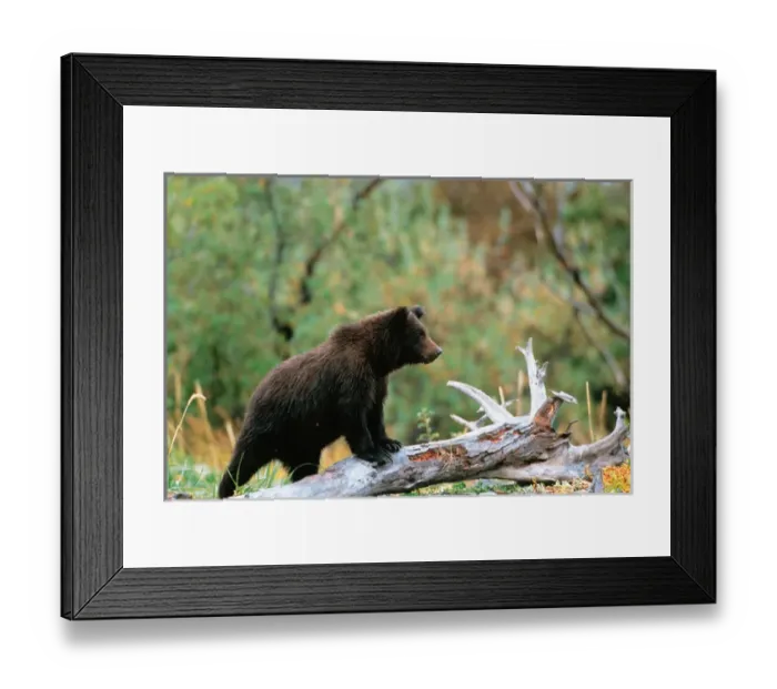 Framed Print : Brown Bear, Ursus arctos, Alaska Peninsula, Alaska, USA, Katmai National Park, Brown Framed Print : Brown Bear, Ursus arctos, Alaska Peninsula, Alaska, USA, Katmai National Park, Brown
