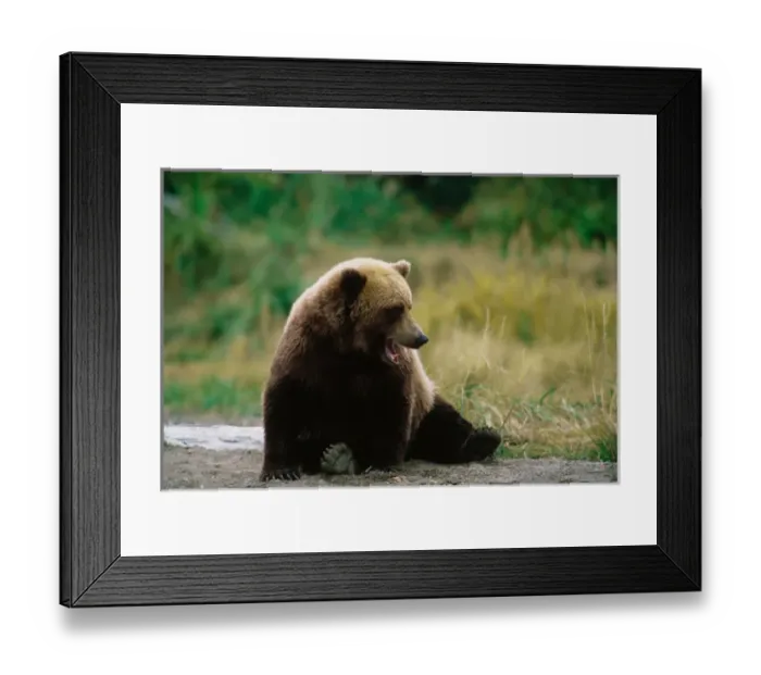 Framed Print : Brown Bear, Ursus arctos, Alaska Peninsula, Alaska, USA, Katmai National Park, Brown