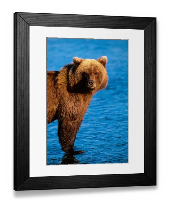 Framed Print : Brown Bear, Ursus arctos, Alaska Peninsula, Alaska, USA, Katmai National Park Framed Print : Brown Bear, Ursus arctos, Alaska Peninsula, Alaska, USA, Katmai National Park