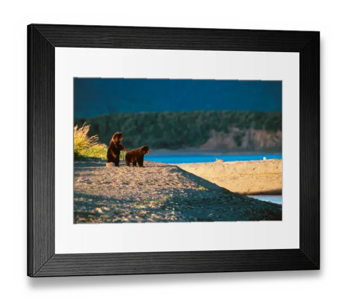 Framed Print : Brown Bear, Ursus arctos, Alaska Peninsula, Alaska, USA, Katmai National Park, Brown