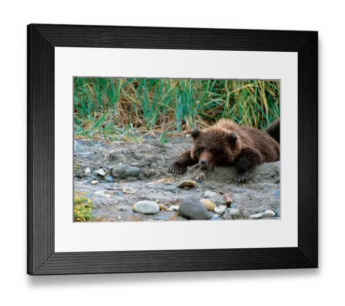 Framed Print : Brown Bear, Ursus arctos, Alaska Peninsula, Alaska, USA, Katmai National Park, Brown Framed Print : Brown Bear, Ursus arctos, Alaska Peninsula, Alaska, USA, Katmai National Park, Brown