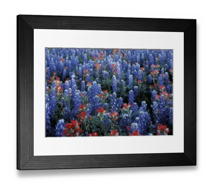 Framed Print : NA, USA, Texas Hill Country. Texas Paintbrush and Bluebonnets