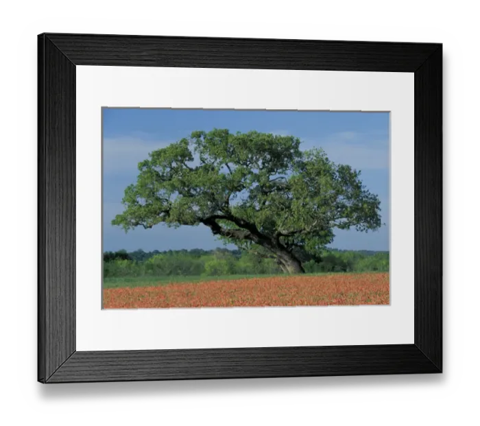 Framed Print : NA, USA, Texas Hill Country. Live oak tree among Texas Paintbrush Framed Print : NA, USA, Texas Hill Country. Live oak tree among Texas Paintbrush