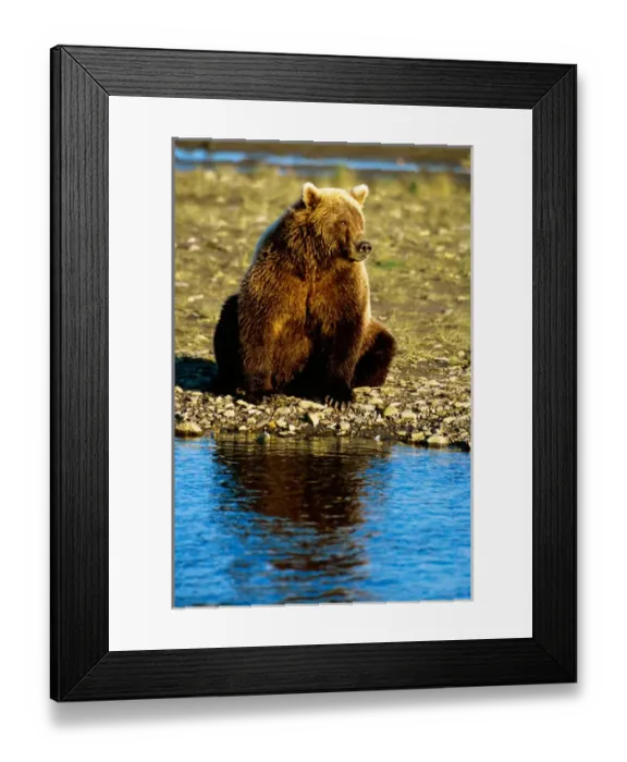 Framed Print : Brown Bear, Ursus arctos, Alaska Peninsula, Alaska, USA, Katmai National Park Framed Print : Brown Bear, Ursus arctos, Alaska Peninsula, Alaska, USA, Katmai National Park