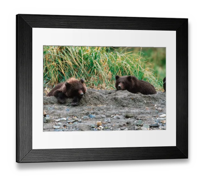 Framed Print : Brown Bear, Ursus arctos, Alaska Peninsula, Alaska, USA, Katmai National Park, Brown Framed Print : Brown Bear, Ursus arctos, Alaska Peninsula, Alaska, USA, Katmai National Park, Brown