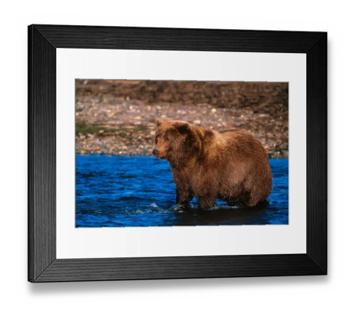 Framed Print : Brown Bear, Ursus arctos, Alaska Peninsula, Alaska, USA, Katmai National Park, Brown Framed Print : Brown Bear, Ursus arctos, Alaska Peninsula, Alaska, USA, Katmai National Park, Brown