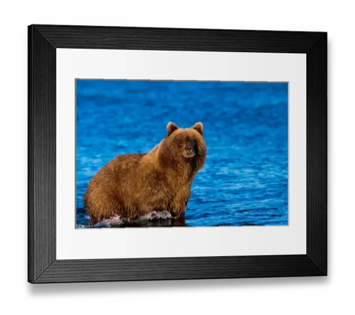 Framed Print : Brown Bear, Ursus arctos, Alaska Peninsula, Alaska, USA, Katmai National Park, Brown Framed Print : Brown Bear, Ursus arctos, Alaska Peninsula, Alaska, USA, Katmai National Park, Brown