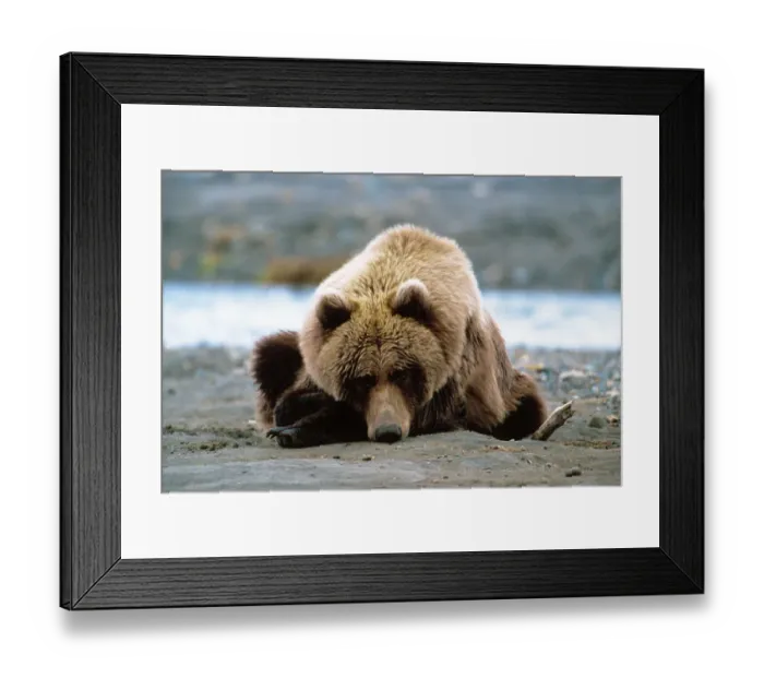 Framed Print : Brown Bear, Ursus arctos, Alaska Peninsula, Alaska, USA, Katmai National Park, Brown Framed Print : Brown Bear, Ursus arctos, Alaska Peninsula, Alaska, USA, Katmai National Park, Brown