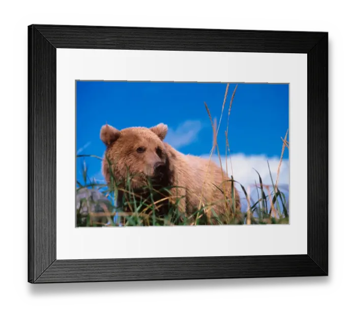 Framed Print : Brown Bear, Ursus arctos, Alaska Peninsula, Alaska, USA, Katmai National Park, Brown Framed Print : Brown Bear, Ursus arctos, Alaska Peninsula, Alaska, USA, Katmai National Park, Brown
