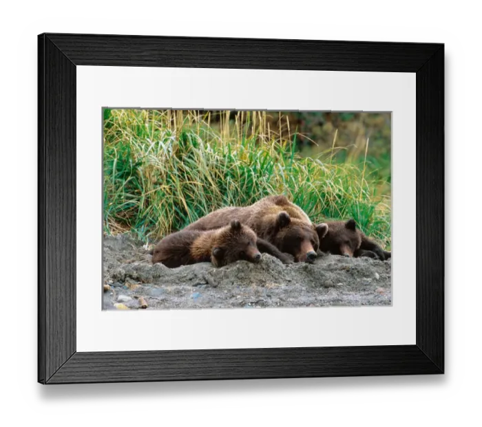 Framed Print : Brown Bear, Ursus arctos, Alaska Peninsula, Alaska, USA, Katmai National Park, Sow Framed Print : Brown Bear, Ursus arctos, Alaska Peninsula, Alaska, USA, Katmai National Park, Sow