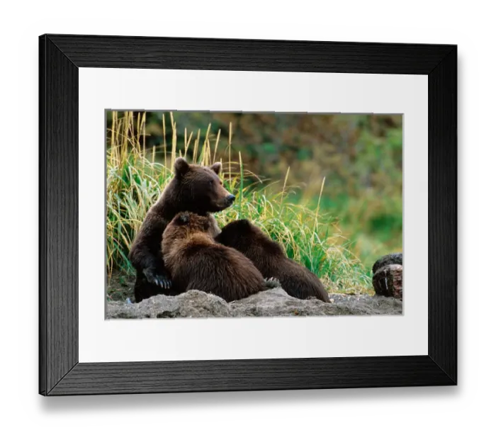 Framed Print : Brown Bear, Ursus arctos, Alaska Peninsula, Alaska, USA, Katmai National Park, Sow Framed Print : Brown Bear, Ursus arctos, Alaska Peninsula, Alaska, USA, Katmai National Park, Sow