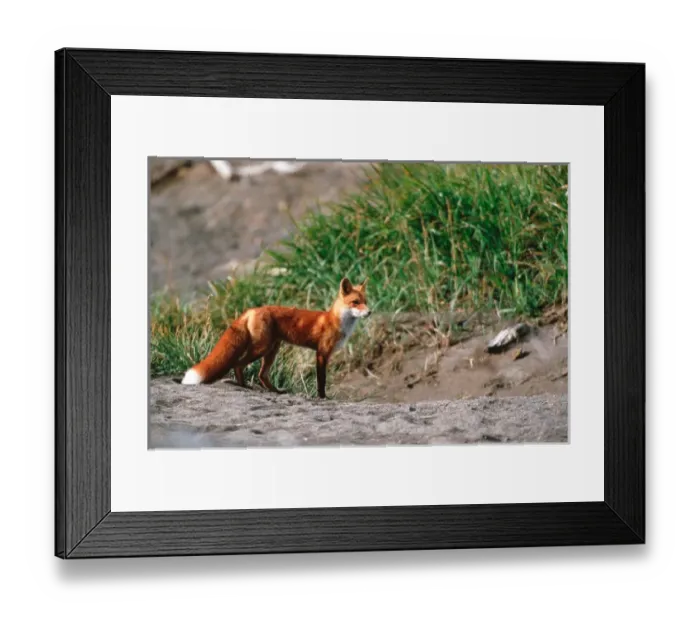 Framed Print : Red Fox, Vulpes vulpes, Alaska Penensila, Alaska, Red Fox Hunting Framed Print : Red Fox, Vulpes vulpes, Alaska Penensila, Alaska, Red Fox Hunting