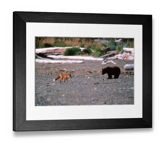 Framed Print : Red Fox, Vulpes vulpes, Brown Bear, Ursus Arctos, Alaska Penensila, Alaska, Red Fox