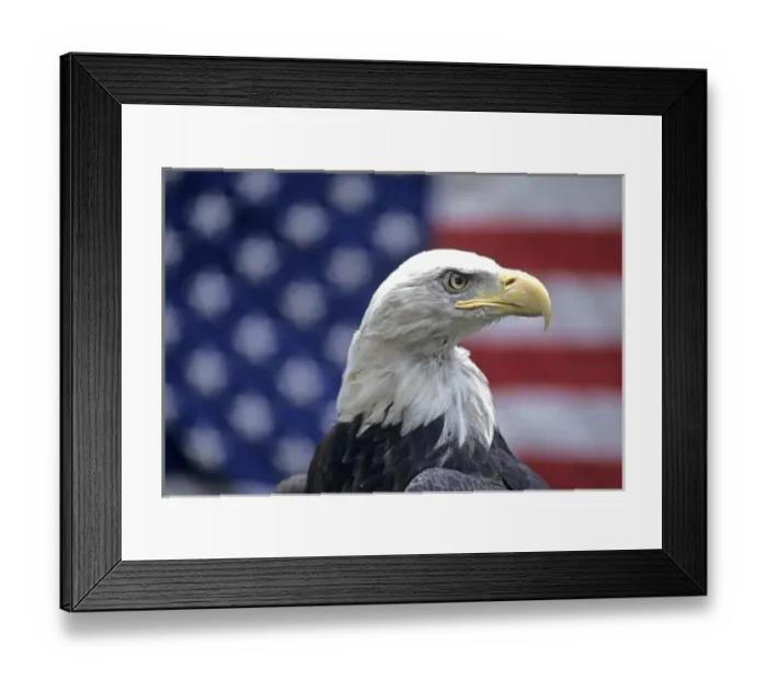 Framed Print : 06. Bald Eagle and American Flag Framed Print : 06. Bald Eagle and American Flag
