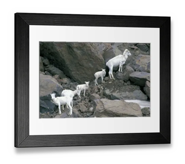 Framed Print : NA, USA, Alaska, Wrangel-Saint Elias National Park. Dall Sheep on the mountainside Framed Print : NA, USA, Alaska, Wrangel-Saint Elias National Park. Dall Sheep on the mountainside
