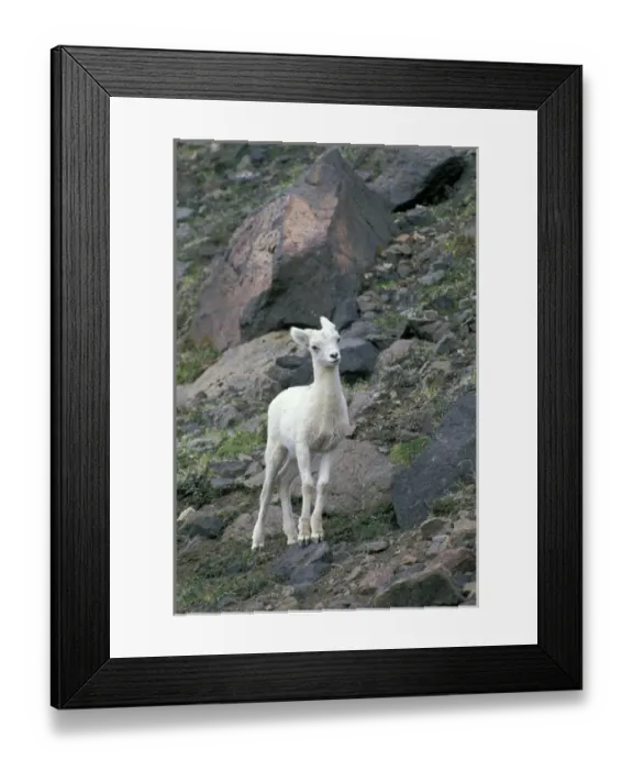 Framed Print : NA, USA, Alaska, Wrangel-Saint Elias National Park. Dall Sheep on the mountainside
