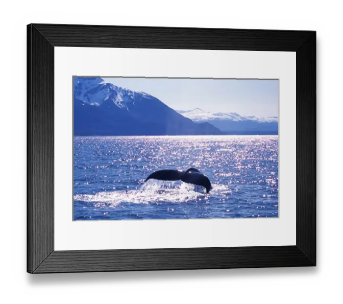 Framed Print : Alaska, Humpback Whale Framed Print : Alaska, Humpback Whale
