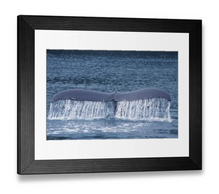 Framed Print : Alaska, Humpback Whale Framed Print : Alaska, Humpback Whale