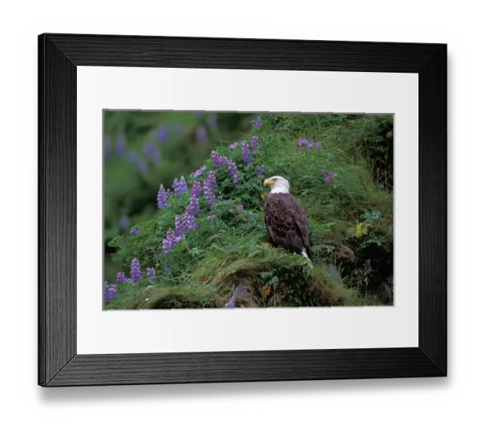 Framed Print : Alaska, Unalaska Island, Bald Eagle, Haliaeetus Leucocephalus