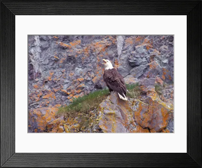 Framed Print : Alaska, Unalaska Island, Bald Eagle, Haliaeetus Leucocephalus
