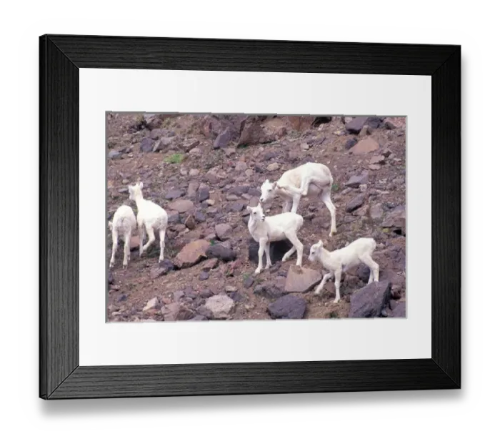 Framed Print : Alaska, Wrangel Saint Elias National Park, Dall Sheep, Ovis Dalli