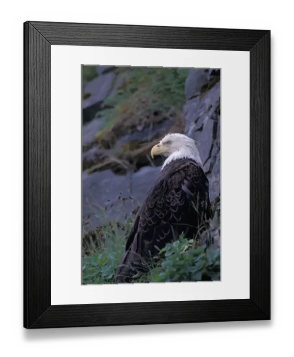 Framed Print : Alaska, Unalaska Island, Bald Eagle, Haliaeetus Leucocephalus Framed Print : Alaska, Unalaska Island, Bald Eagle, Haliaeetus Leucocephalus