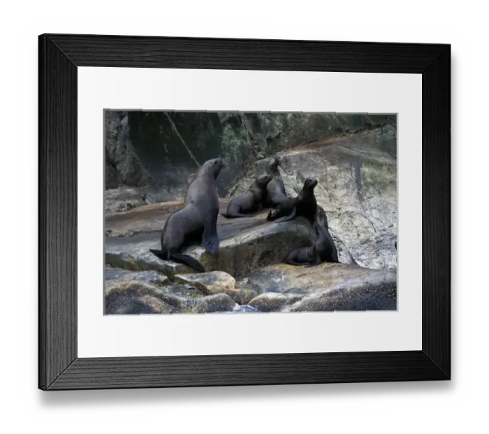 Framed Print : North America, USA, Alaska, Glacier Bay. Stellar Sea Lions (Eumetopias jubatus)