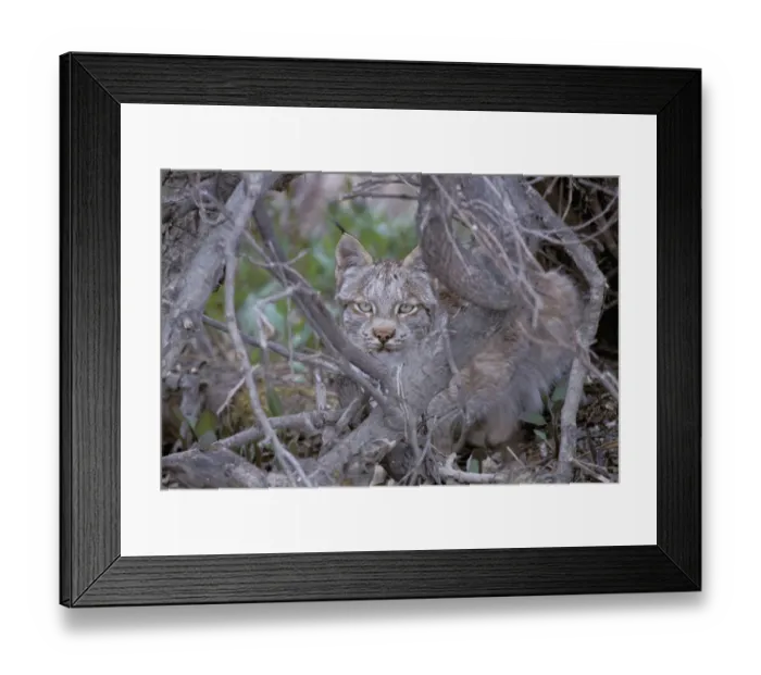 Framed Print : North America, USA, Alaska, Brooks Range. Linx (Linx canadensis)