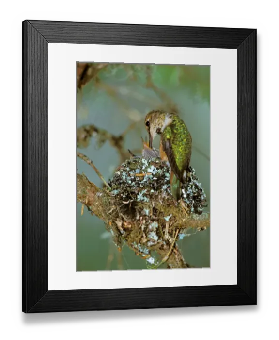 Framed Print : North America, USA, Alaska. Rufous Humming bird (Selasphorus Rufus) Framed Print : North America, USA, Alaska. Rufous Humming bird (Selasphorus Rufus)