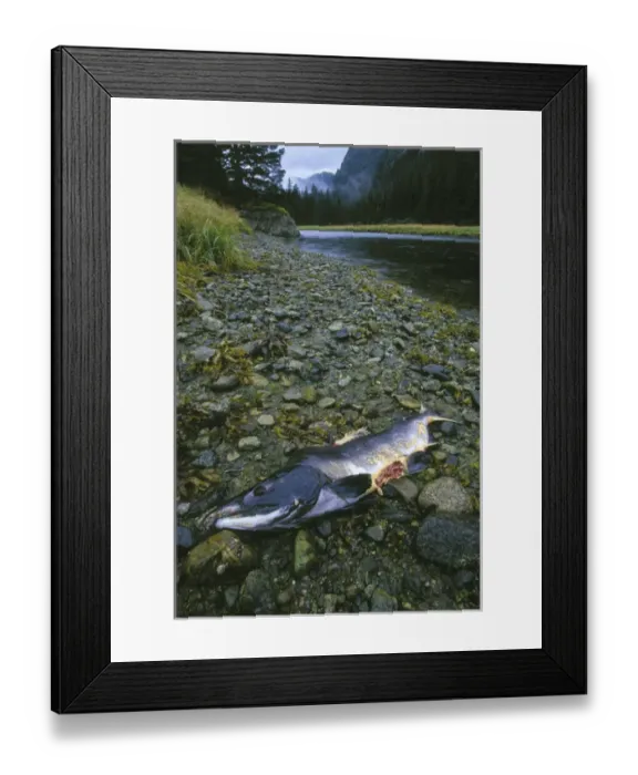 Framed Print : USA, Alaska, Chichagof Island. Pink Salmon carcass bitten by Brown Bear