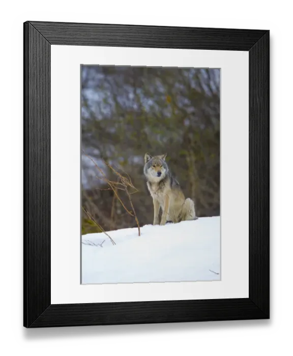 Framed Print : USA, Alaska, Glacier Bay National Park. Wild wolf in Dundas bay