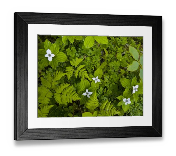 Framed Print : USA, Alaska, Frederick Sound, Bunchberry and fern, SE Alaska