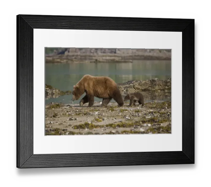 Framed Print : Mother Grizzly bear and her young cub walking on a beach at low tide in Geographic Harbor