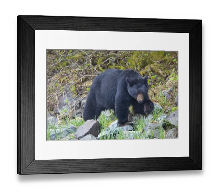 Framed Print : USA, Alaska, Glacier Bay National Park. Black bear in Dundas bay Framed Print : USA, Alaska, Glacier Bay National Park. Black bear in Dundas bay