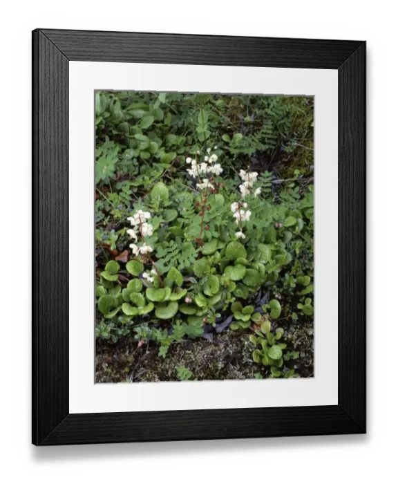 Framed Print : USA, Alaska, Arctic Wintergreen, Tundra, Denali National Park
