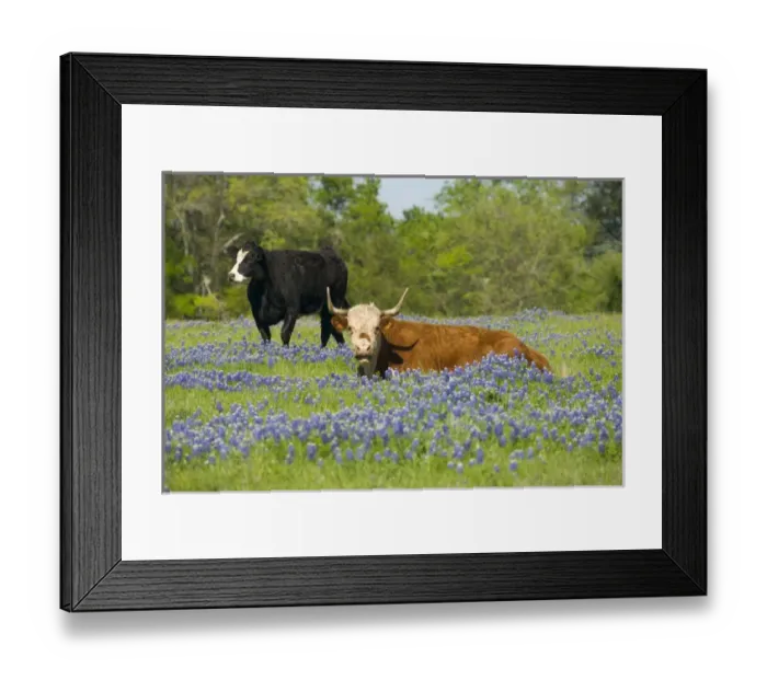 Framed Print : Cattle in Blue Bonnets near Brenham Texas