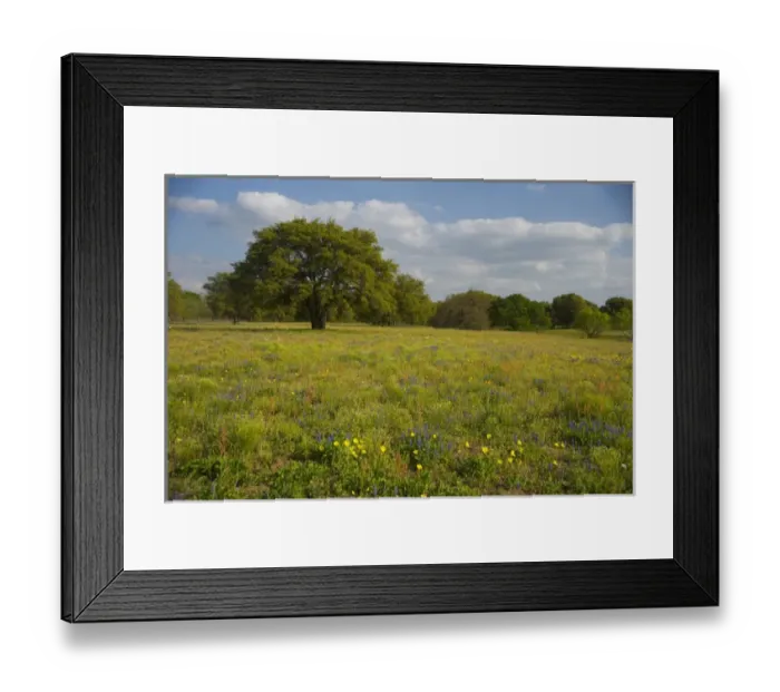 Framed Print : Evening light on Oak and field of wildflowers near Devine, Texas