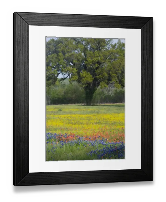 Framed Print : Oak Tree and field of wildflowers, Blue Bonnets, Indian Paint Brush and Coreopsis Framed Print : Oak Tree and field of wildflowers, Blue Bonnets, Indian Paint Brush and Coreopsis
