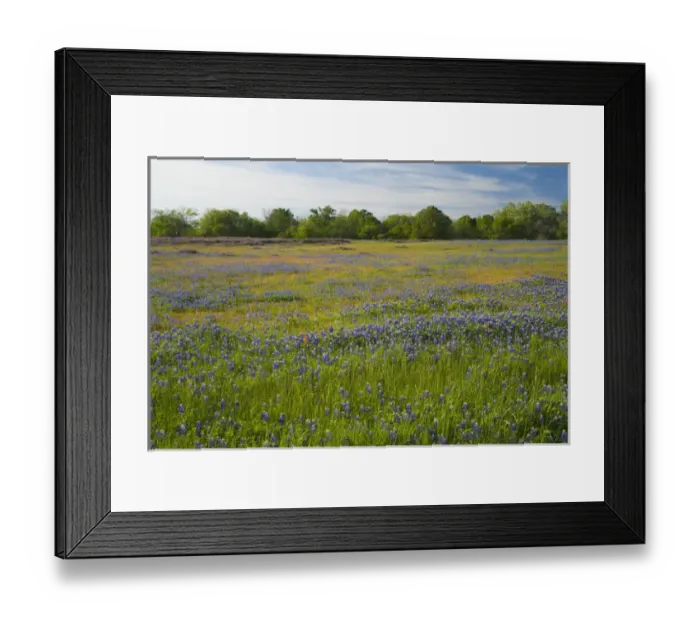Framed Print : Texas Blue Bonnets, Vetch in meadow near Brenham, Texas Framed Print : Texas Blue Bonnets, Vetch in meadow near Brenham, Texas