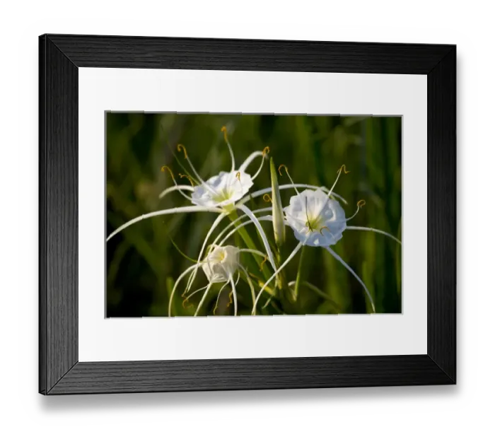 Framed Print : At edge of Pond near Cuero are the Spider Lily