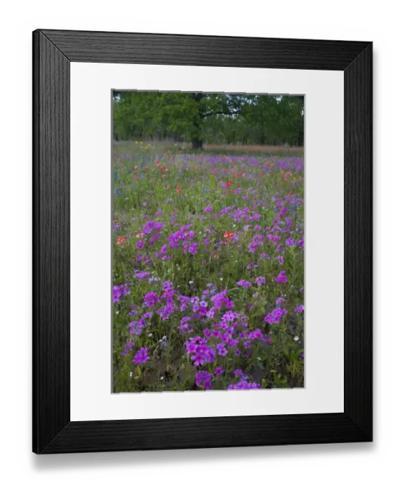 Framed Print : Oak tree and field of wildflowers near Devine Texas Framed Print : Oak tree and field of wildflowers near Devine Texas