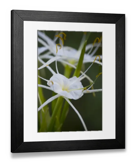 Framed Print : At edge of Pond near Cuero are the Spider Lily Framed Print : At edge of Pond near Cuero are the Spider Lily